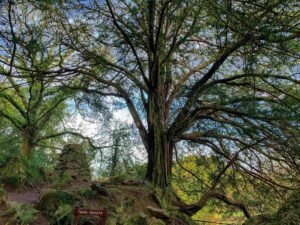 Trees in Blarney