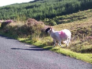 Sheep on the Vee Gap