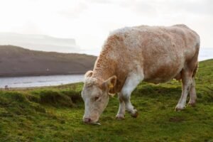 Cow grazing near Cliffs of Moher